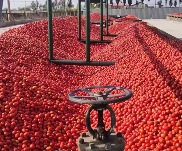 Peasant farm “Tomat KG”