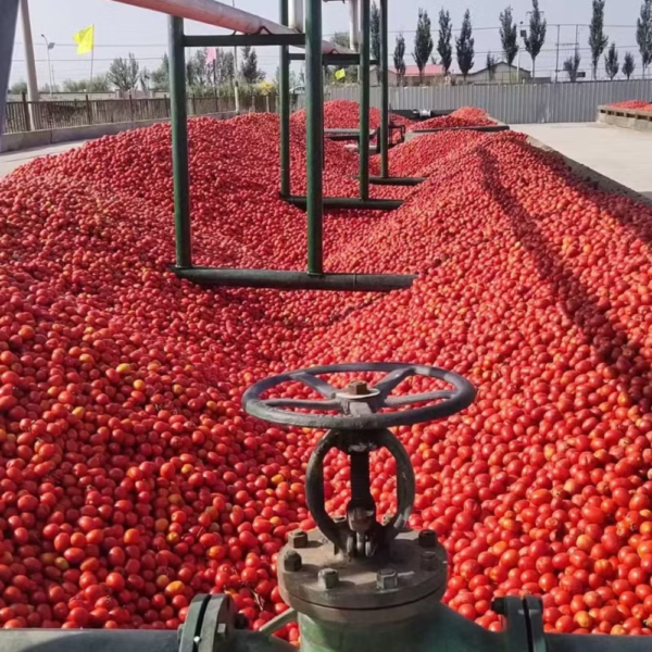 Peasant farm “Tomat KG”