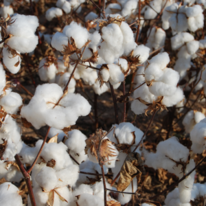 COTTON-TEXTILE FACTORY OJSC