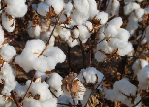 COTTON-TEXTILE FACTORY OJSC