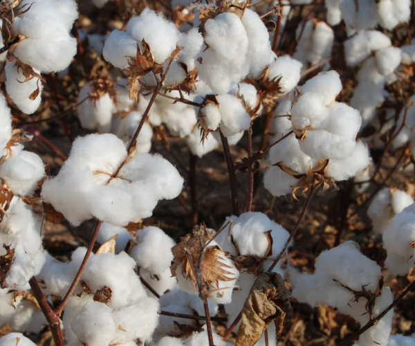 COTTON-TEXTILE FACTORY OJSC
