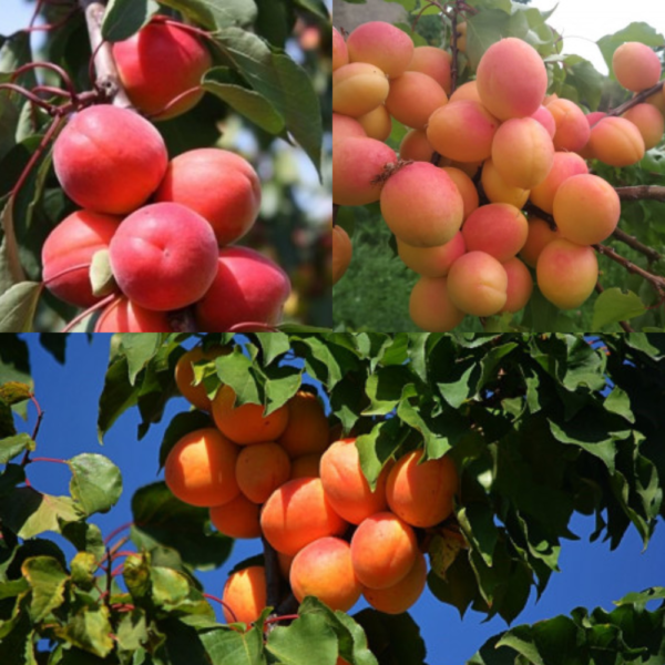 Tosor Agro LLC